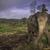 Hilangnya Hutan, Hilangnya Gajah Sumatera: Dampak Nyata Deforestasi yang Melanda