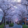 Memahami Peluang dan Tantangan Bekerja di Jepang: Negeri Sakura