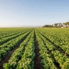 Pertanian Organik Picu Penggunaan Pestisida di Pertanian Konvensional