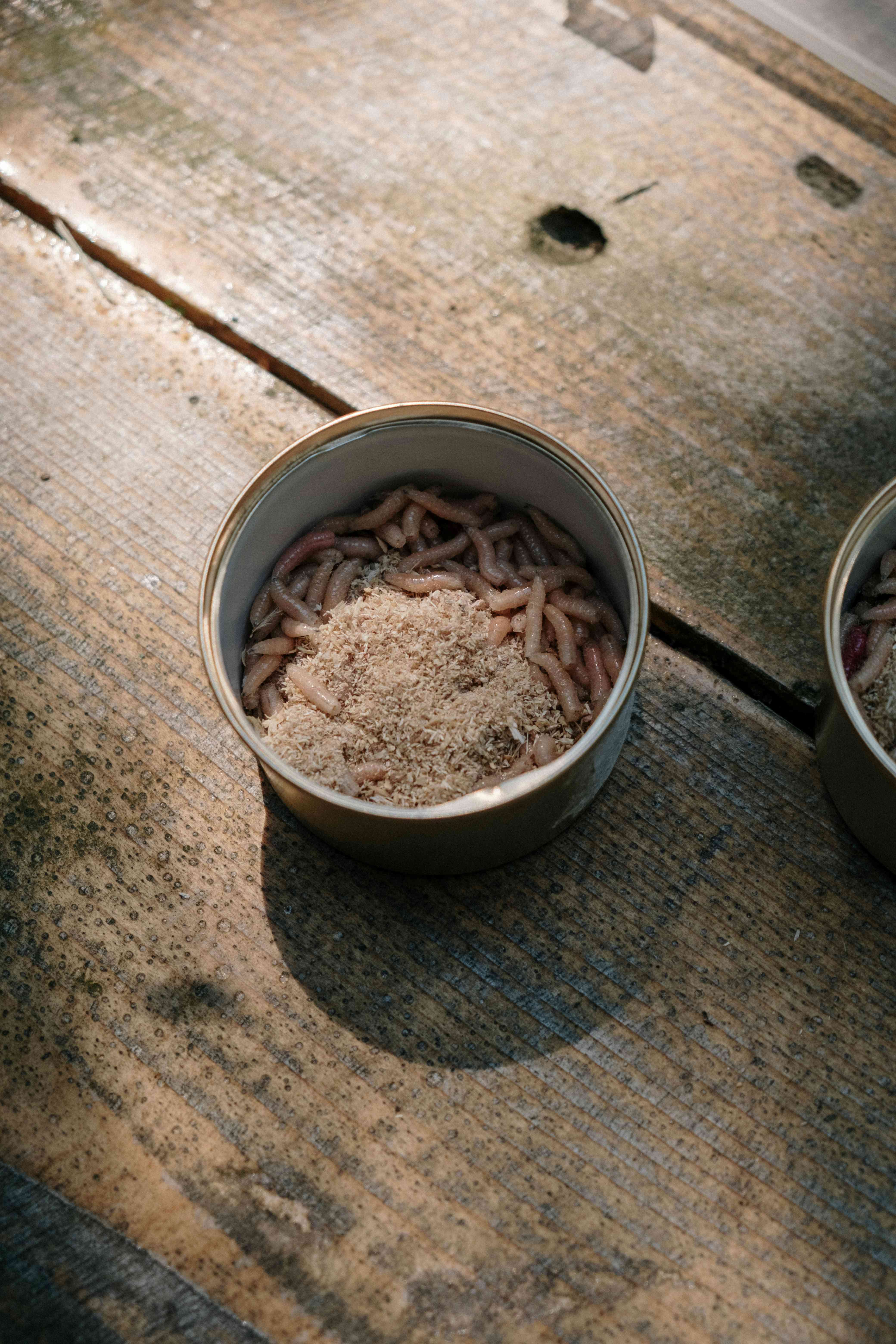 Manfaat Maggot Sebagai Solusi Pengolahan Limbah Berlimpah di Bulan Ramadan