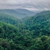 Memelihara Kekayaan Alam: Membahas Pesona dan Pentingnya Hutan Suaka Alam
