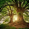 Pohon Ajaib: Keajaiban di Tengah Hutan