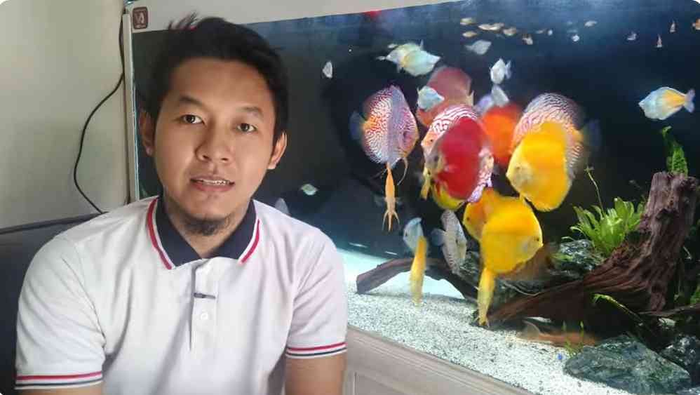 Kiat agar Ikan Bertahan Hidup dalam Aquarium Kala Ditinggal Mudik