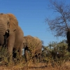 Kelangkaan Satwa Liar dan Over Populasi Gajah Afrika di Botswana