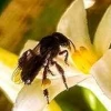 Lebah Madu Mencandai Kumbang