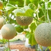 Bertanam Melon, Sebuah Harapan Menggugah Sukma