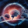 Mengenal Neuroplastisitas: Mekanisme Perubahan Otak dalam Pembelajaran