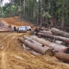 Mencegah Bencana Lingkungan: Tindakan Penebangan Hutan Liar dan Erosi Tanah