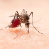 Langkah-langkah Menuju Pemberantasan Penyakit Malaria