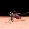 Upaya Global dalam Mengatasi Penyebaran Penyakit Malaria