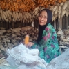 Di Hari Kartini, Nenek Enung Berkebaya dan Masih Kuat Bekerja Mengupas Jagung