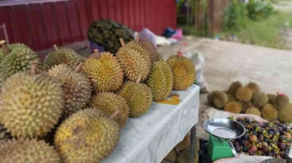 Kisah Fenomenal Duku dan Durian di Kerinci Tahun 2024