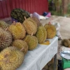 Kisah Fenomenal Duku dan Durian di Kerinci Tahun 2024