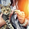 Pertimbangan dalam Memilih Pengadopsi Baru untuk Kucing