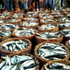 Sisi Lain Nelayan dan Hasil Tangkapan Ikan