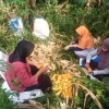 Panen Raya Jagung Hasil Segunung di Kampung Paling Ujung Kabupaten Bandung