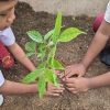 SDN 3 Cimindi dan Mahasiswa Kampus Mengajar Rayakan Hari Pendidikan Nasional dengan Menanam Pohon dan Bersih-bersih Lingkungan