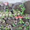 Berkebun Organik di Lahan Sempit dengan Memanfaatkan Sampah Rumah Tangga