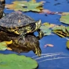 Belajar dari Kura-kura dan Lele: Spiritualitas Menenggelamkan Diri