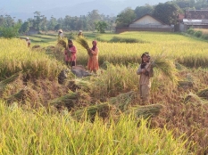 Petani Padi di Kabupaten Bandung Panen Raya, Buruh Tani pun Ikut Berpesta