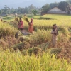 Petani Padi di Kabupaten Bandung Panen Raya, Buruh Tani pun Ikut Berpesta