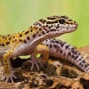 Mengenal Leopard Gecko si Kadal Lucu