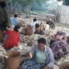 Mempertahankan Kearifan Lokal: Tradisi Gotong Royong di Poliwu Moa, Maluku Barat Daya