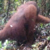 Orangutan Jantan Terekam Kamera Sedang Melintas di Hutan Desa Penjalaan
