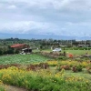 Desa Wisata Raya Seribu Bunga: Pesona Alam dan Keindahan Bunga yang Menggoda