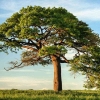 8 Peran Pohon dalam Menjaga Bumi Kita, Jangan Disepelekan