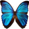Le Papillon: Antara Kupu-Kupu dan Perdebatan Evolusi