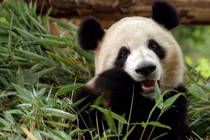 Di Balik si Lucu Panda, Tersemat Misi Diplomasi China!