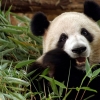 Di Balik si Lucu Panda, Tersemat Misi Diplomasi China!