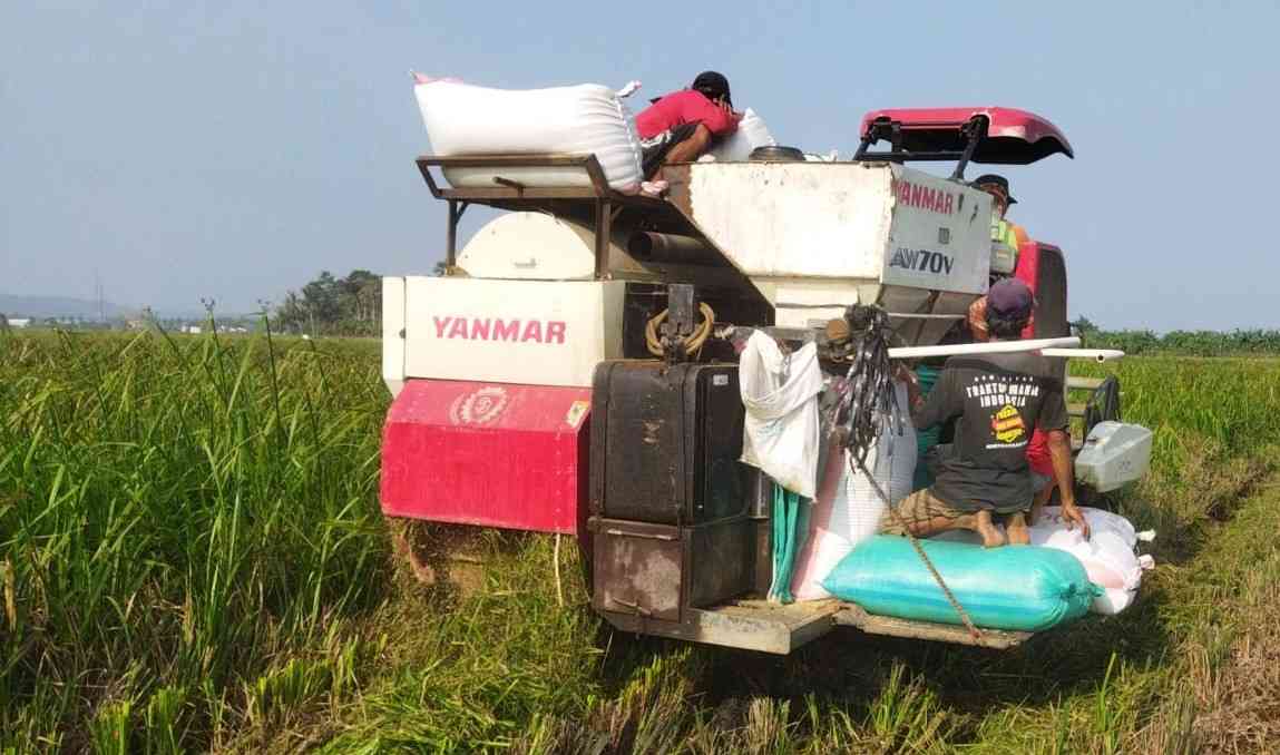 Musim Panen Saat Ramadhan, Bagaimana Cara Petani Menjaga Stamina?