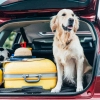 "Pet Travel Safety", Bagaimana Menjamin Hewan Ikut Perjalanan Jauh?