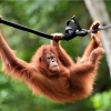 Mendorong Harmoni dengan Orangutan Melalui SDGs Desa