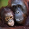 Terancam Punah:   Orang utan di Sumatera dan Kalimantan Dalam Bahaya Kehancuran