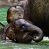 Wildlife in Crisis: Tari, Anak Gajah yang Pergi Terlalu Cepat