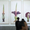 Seni Botani: Saat Akurasi Sains Bertemu Keindahan Seni