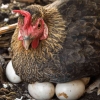 Ayam Betina Bertelur Meski Tidak Kawin, Kok Bisa?