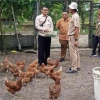 Saatnya Era Peternakan Ayam Petelur Tanpa Sangkar