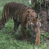 Will the Sumatran Forest Still Roar Tomorrow?