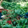 Siapa saja 10 eksportir kopi teratas di dunia?