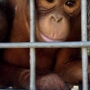 Orangutan Terancam: Stop Deforestasi, Saatnya Tanggung Jawab Kolektif