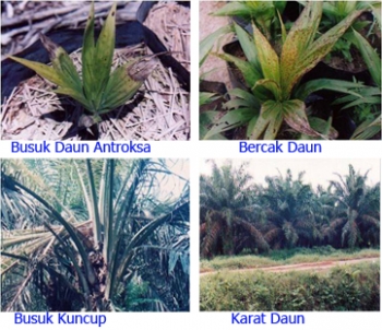 Hasil gambar untuk Beberapa Penyakit pada Daun Kelapa Sawit