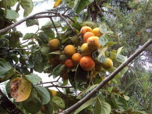 Nabung Pohon Nabung Buah Nabung Obat Kompasiana com Nabung Pohon Nabung Buah Nabung Obat Kompasiana com