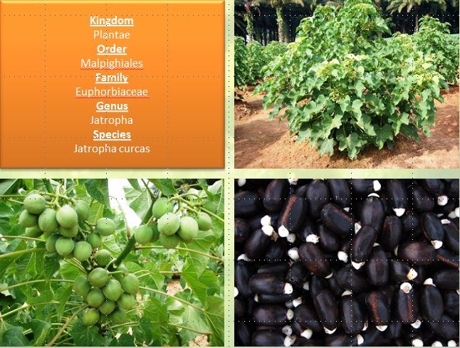 Tanaman Jarak Pagar sebagai Obat Sariawan Sembelit   Tanaman Jarak Pagar sebagai Obat Sariawan Sembelit