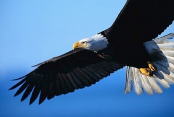 7000+ Gambar Burung Elang Gagah HD 7000+ Gambar Burung Elang Gagah HD