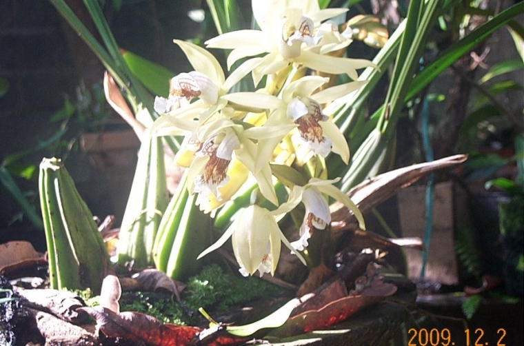 Eksploitasi Anggrek  Hutan Kalimantan Kompasiana com Eksploitasi Anggrek  Hutan Kalimantan Kompasiana com