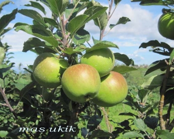 76 Gambar Pohon Apel Hijau HD 76 Gambar Pohon Apel Hijau HD